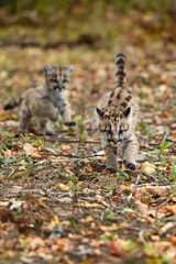 Wall Mural - Cougar Kittens (Puma concolor) Chase Each Other Autumn