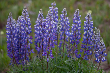 Canvas Print - Lupine in the mountains