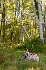 Wall Mural - Cougar Kittens (Puma concolor) Huddle Together on Forest Trail Autumn