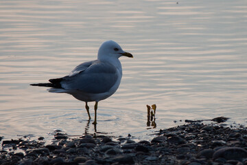 Wall Mural - Gull at the lake