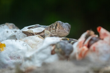 Wall Mural - Baby red iguana hatching from egg on pile of sand with bokeh background