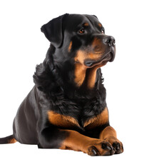 Rottweiler Isolated On Transparent Background,transparency 