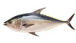 Tuna,whole tuna,blue fin tuna fish isolated on transparent background,transparency 