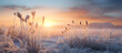 Frosty Sunrise, Impacted Winter Crops and Frozen Meadow at Dawn, Challenging Spring Campaign for Wheat Sowing in Hoarfrost Covered Agricultural Fields