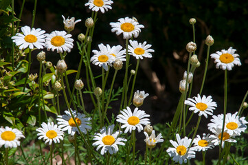 Wall Mural - Sydney Australia white daisy like flowers of a tanacetum cineariifolium or dalmatian pyrethrum