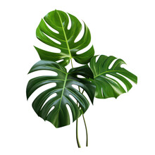 Swiss Cheese Plant (Monstera Adansonii) Object Isolated Png.
