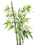 Fototapeta Sypialnia - Watercolor bamboo clipart isolated on white background.