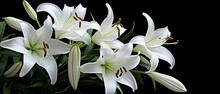 White Lily Flowers On Black Background.