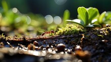 Ants And Young Plants In The Garden. Macro. Shallow Depth Of Field.