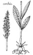 © Oleksandr Ivanov - orchis, orchis fuchsil, dactylorhiza, dactylorhiza fuchsil, orchis flower, orchis leaf, orchis monochrome,  black and white orchis drawing