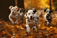 Dalmatians Run In The Leaves