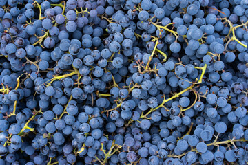 Wall Mural - Blue grapes. Wine grapes background. Freshly harvested black grapes