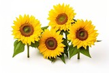 Fototapeta  - Sunflowers isolated on white background.