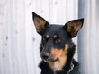 © Austockphoto - Close up shot of the face of an alert Kelpie dog