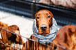 Irish Setter with bandaged ears. Treatment of a dog in a veterinary clinic or at home. Close-up. A beautiful animal.