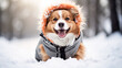 Cute dog in a warm jacket and hood walks in a winter park