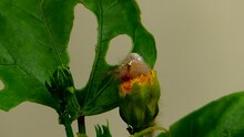 Clip-003-b_Tussock Moth Caterpillar Eating Gumamela Flower