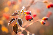 Frozen Rosehip Berries On A Branch In The Morning Sun.