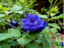  Bluebellvine In The Garden.  Clitoria Ternatea, Commonly Known As Asian Pigeonwings, , Blue Pea, Butterfly Pea, Cordofan Pea Or Darwin Pea
