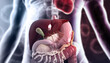 Human body digestive system  anatomy. 3d illustration.