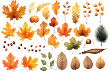 Set Of Fall Leaves, Vector Watercolor Illustration, Maple Leaf, Acorns, Berries, Spruce Branch. Forest Design Elements. Autumn Illustrations Isolated On White Or Transparent Background, PNG