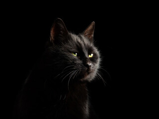 Sticker - black cat on a black background