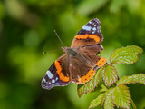 Red Admiral Butterlfy Resting with its Wings Open