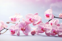 Pink Orchid On Light Blue Background