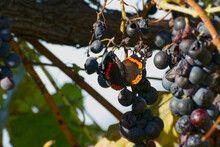 Red Admiral Butterfly (Vanessa Atalanta) Perched On Grapes In Zurich, Switzerland