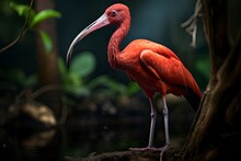 A Vibrant Red Scarlet Ibis Perched On A Rocky Surface Created With Generative AI Technology