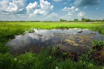 Wall Mural - Water in a green meadow, view on a spring day