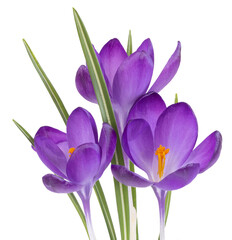 Wall Mural - Crocus violets