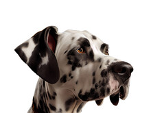 Headshot Portrait Of Harlequin Great Dane Dog On Transparent Background