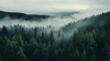 Nordic forest, forest landscape, foggy, evening time, foggy landscape in the jungle Fog and cloudy mountain tropic valley landscape aerial view, wide, misty panorama