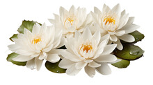 White Water  Lilly  Flower Isolated On Transparent Background