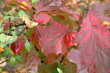 czerwone liście jesieną