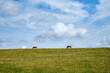 Zwei Schafe auf einer Deichwiese der Nordseeküste