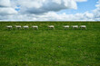 Schafe in einer Reihe auf einer Deichwiese der Nordseeküste