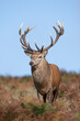 Proud Red Deer Stag (Cervus elaphus) against a clear blue autumn sky