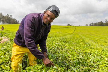 Wall Mural - A young farmer works on the tea plantation in Africa during the leaf harvest