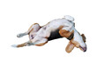 A cute  beagle dog lying on back transparent background.
