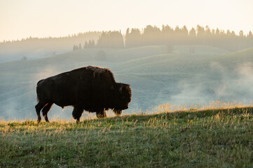 Sticker - Bison Silhouetted By Morning Light On The Distant Hills