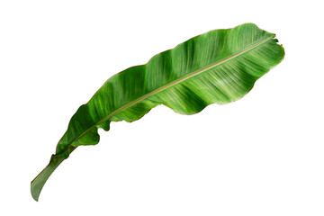 tropical banana leaf isolated on white background with clipping path