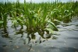 close-up of saturated crops submerged in water. Generative AI