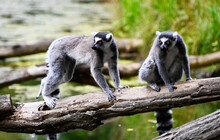 Two Ring-tailed Lemurs On A Branch