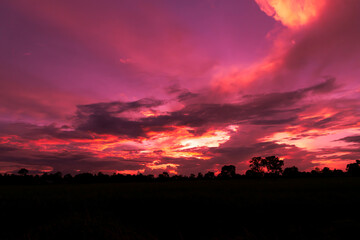 Poster - Amazing sunset and sunrise.Panorama silhouette tree in africa with sunset.Dark tree on open field dramatic sunrise.Safari theme.Giraffes.rhinoceros.