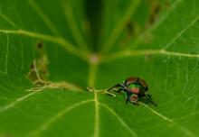 Japanese Beetle Eating A Vine Leaf In A Vineyard