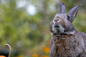 Sticker - Small grey rabbit in fall garden with pumpkin soft bokeh background copy space