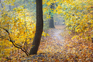 Wall Mural - Picturesque footpath in a fall forest