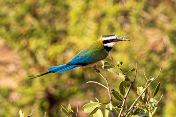 Poster - bird